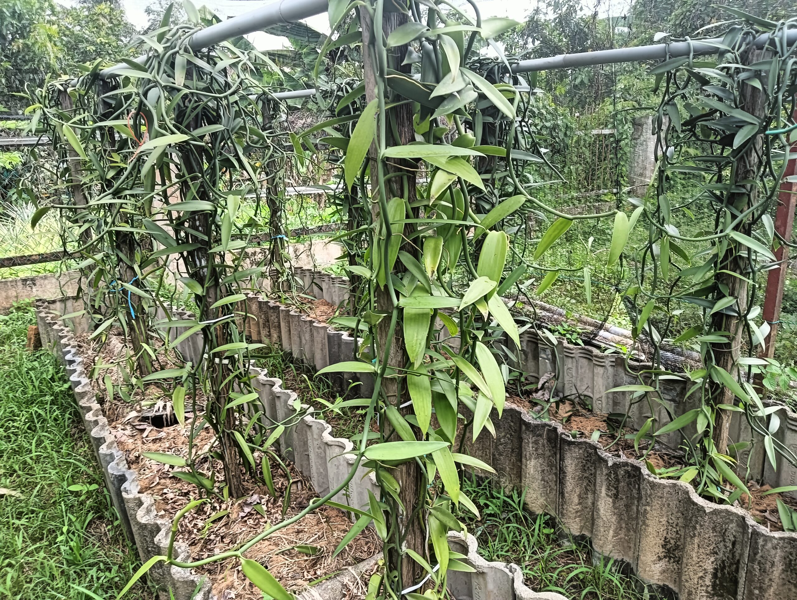 Vanilla tanaman berimpak tinggi dan nilai pasaran yang menguntungkan